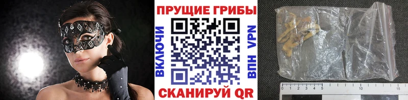 закладка  Белый  Галлюциногенные грибы Psilocybine cubensis 